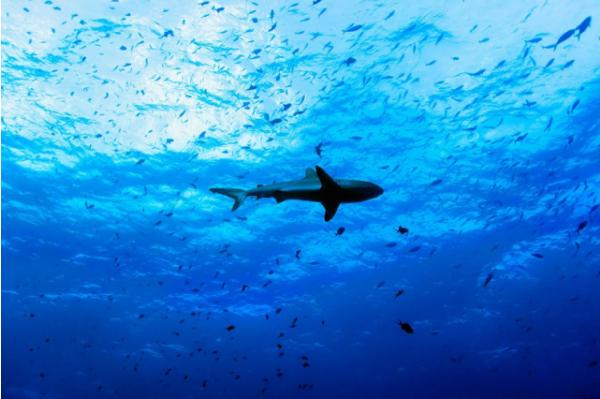 Swimming Shark Swimming Shark