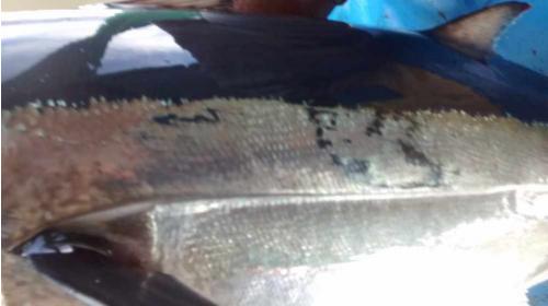 illegal driftnet fishing albacore tuna scratched