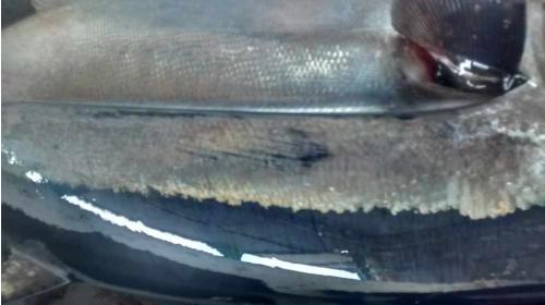 illegal driftnet fishing albacore tuna scratched 2
