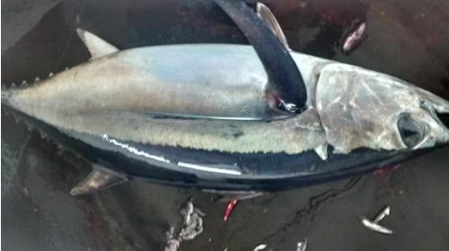 illegal driftnet fishing albacore tuna scratched 4
