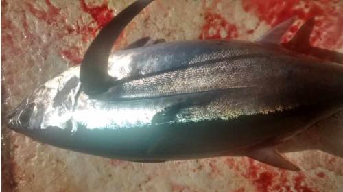 illegal driftnet fishing albacore tuna scratched 6