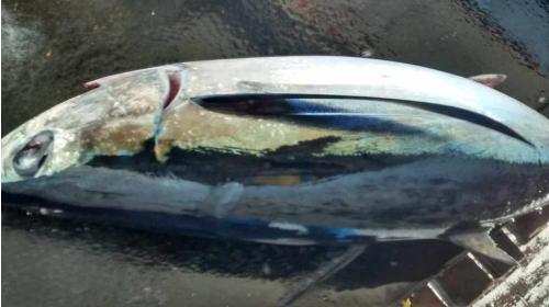 illegal driftnet fishing albacore tuna